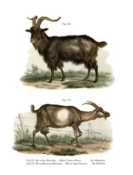 Chèvre domestique, 1860